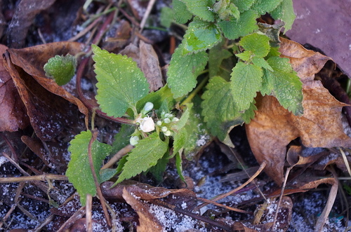 White dead-nettle (Lamium album)
