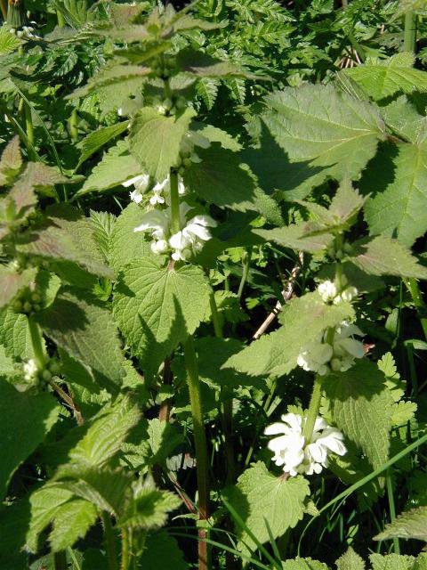White dead-nettle: Lamium album