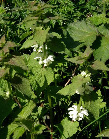 White dead-nettle: Lamium album : Habitus, Flowers and leaves.