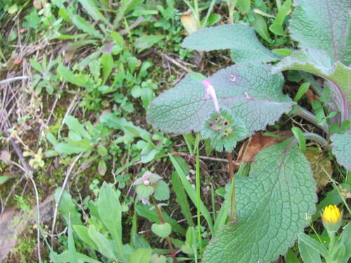 Henbit dead-nettle (Lamium amplexicaule)