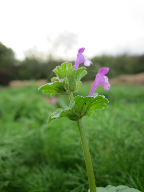 Henbit dead-nettle: Stängelumfassende Taubnessel ( Lamium amplexicaule ) bei Neulußheim