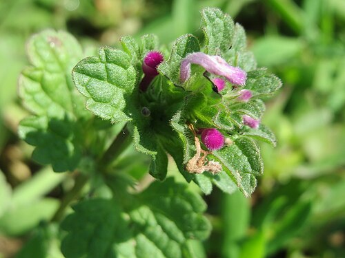 Henbit dead-nettle: Stängelumfassende Taubnessel ( Lamium amplexicaule ) bei Reilingen