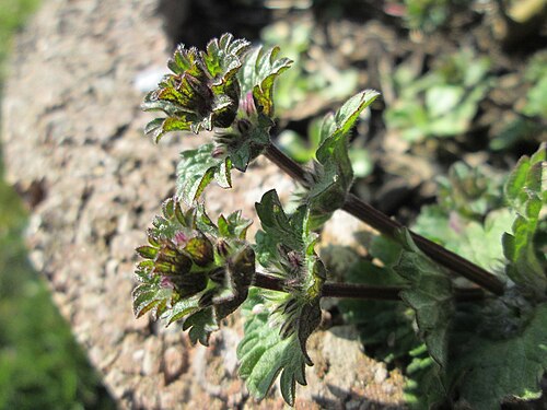 Henbit dead-nettle: Stängelumfassende Taubnessel ( Lamium amplexicaule ) an der Neuen Bremm in Alt-Saarbrücken