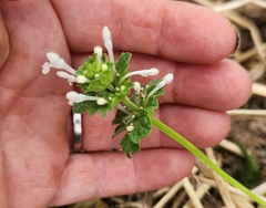Henbit dead-nettle (Lamium amplexicaule)