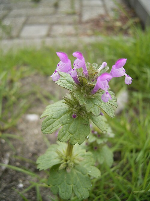 Henbit dead-nettle (Lamium amplexicaule)