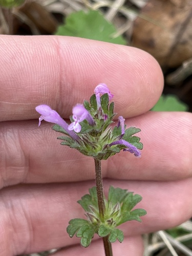 Henbit dead-nettle (Lamium amplexicaule)