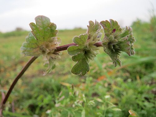 Henbit dead-nettle: Typische Feldrandvegetation: Stängelumfassende Taubnessel ( Lamium amplexicaule ) bei Reilingen