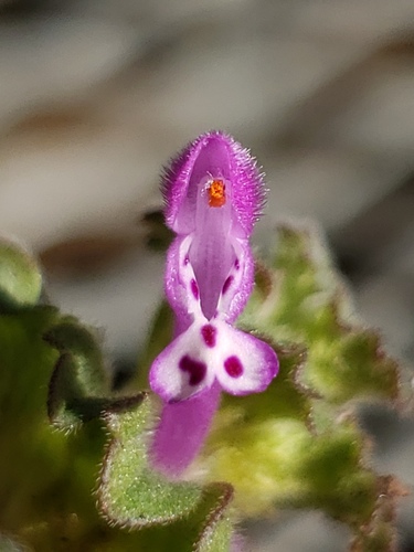 Henbit dead-nettle (Lamium amplexicaule)