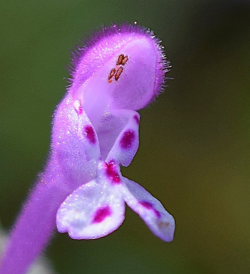 Henbit dead-nettle (Lamium amplexicaule)