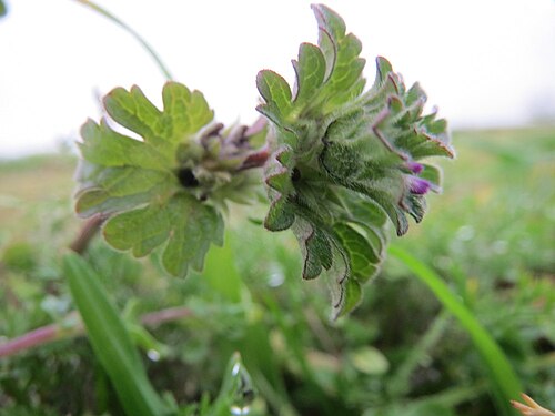 Henbit dead-nettle: Typische Feldrandvegetation: Stängelumfassende Taubnessel ( Lamium amplexicaule ) bei Reilingen