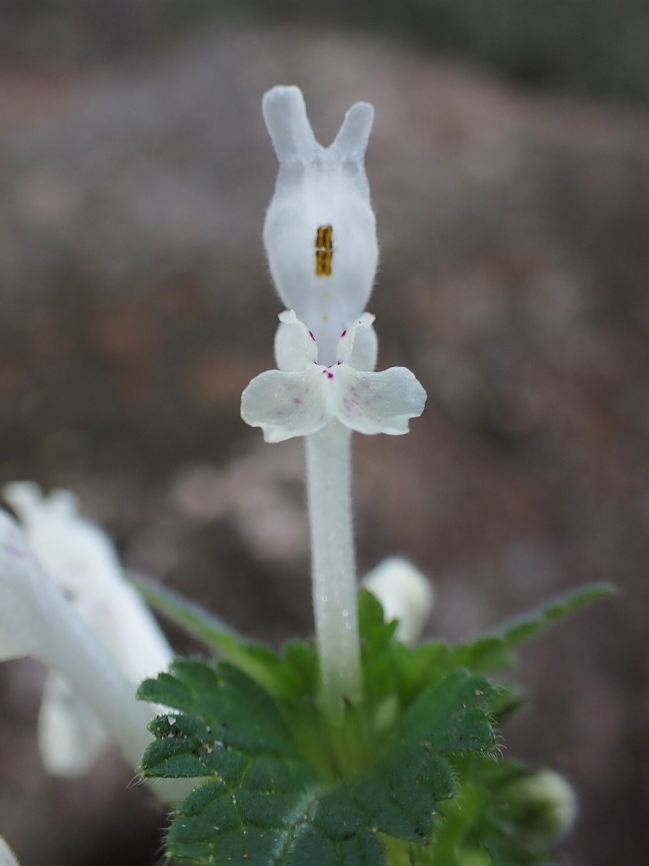 Lamium bifidum: Lamium bifidum in Castelo Branco in Portugal