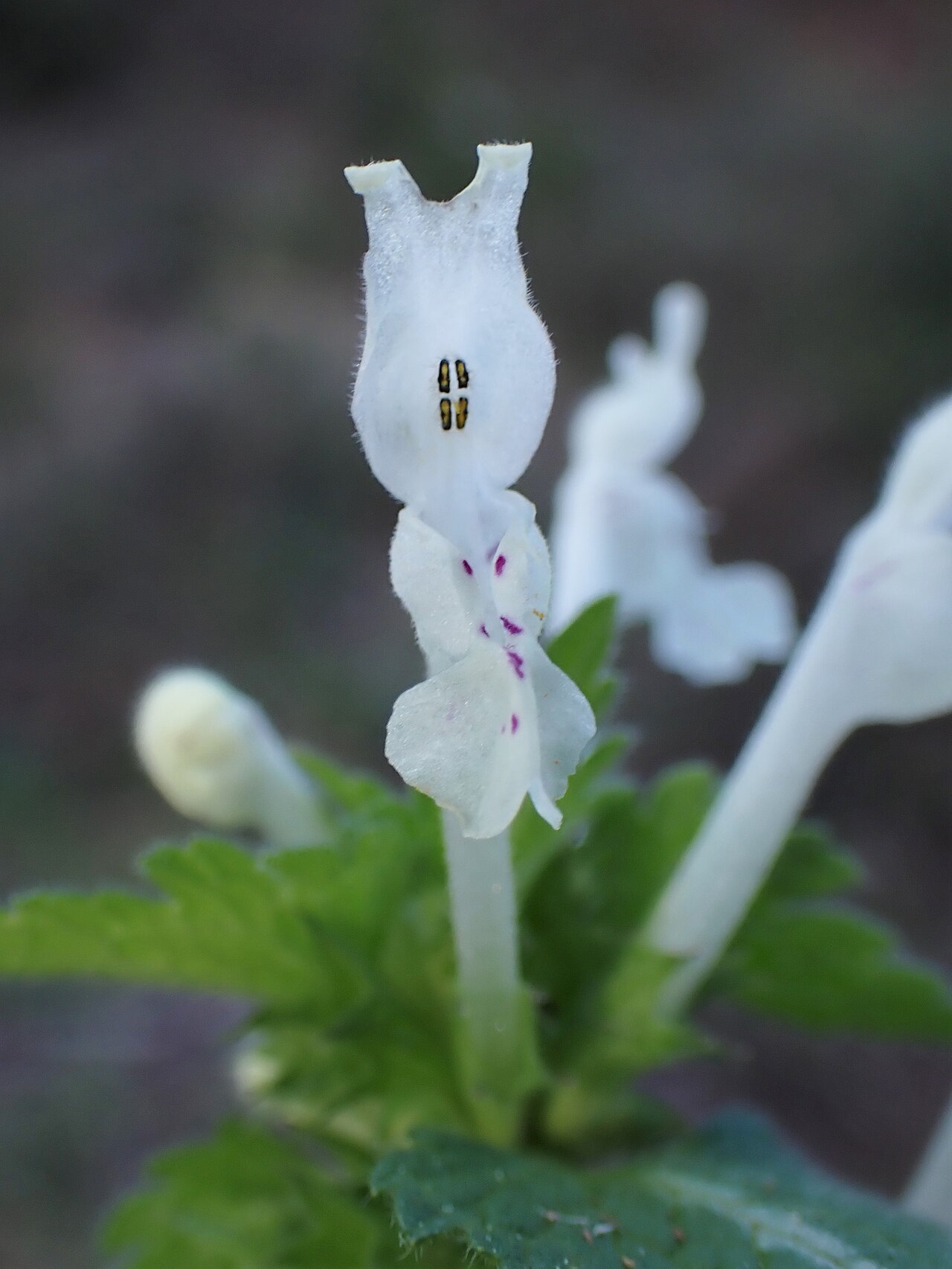 Lamium bifidum: Lamium bifidum in Castelo Branco in Portugal