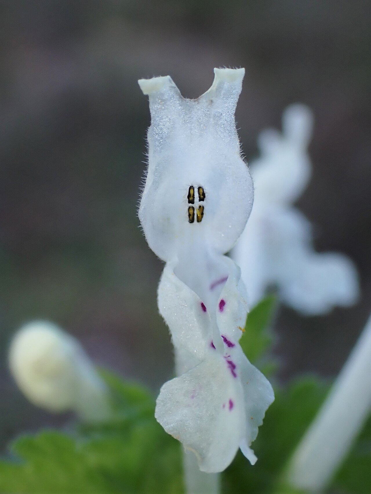 Lamium bifidum: Lamium bifidum in Castelo Branco in Portugal