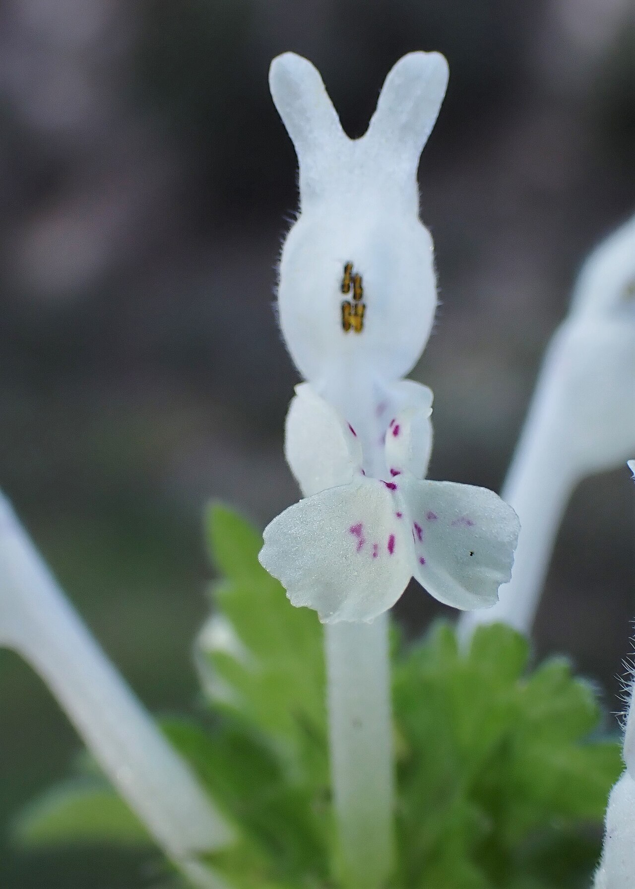 Lamium bifidum: Lamium bifidum in Castelo Branco in Portugal