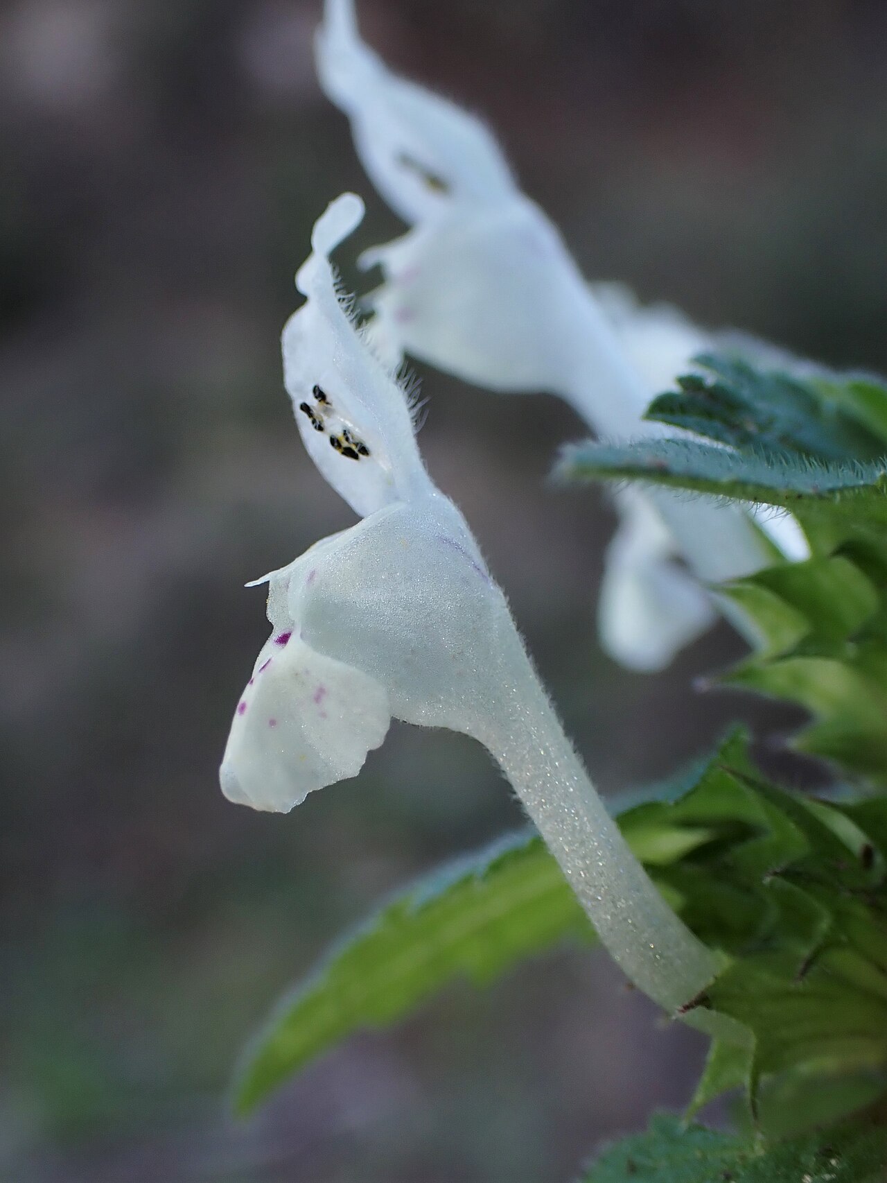 Lamium bifidum: Lamium bifidum in Castelo Branco in Portugal