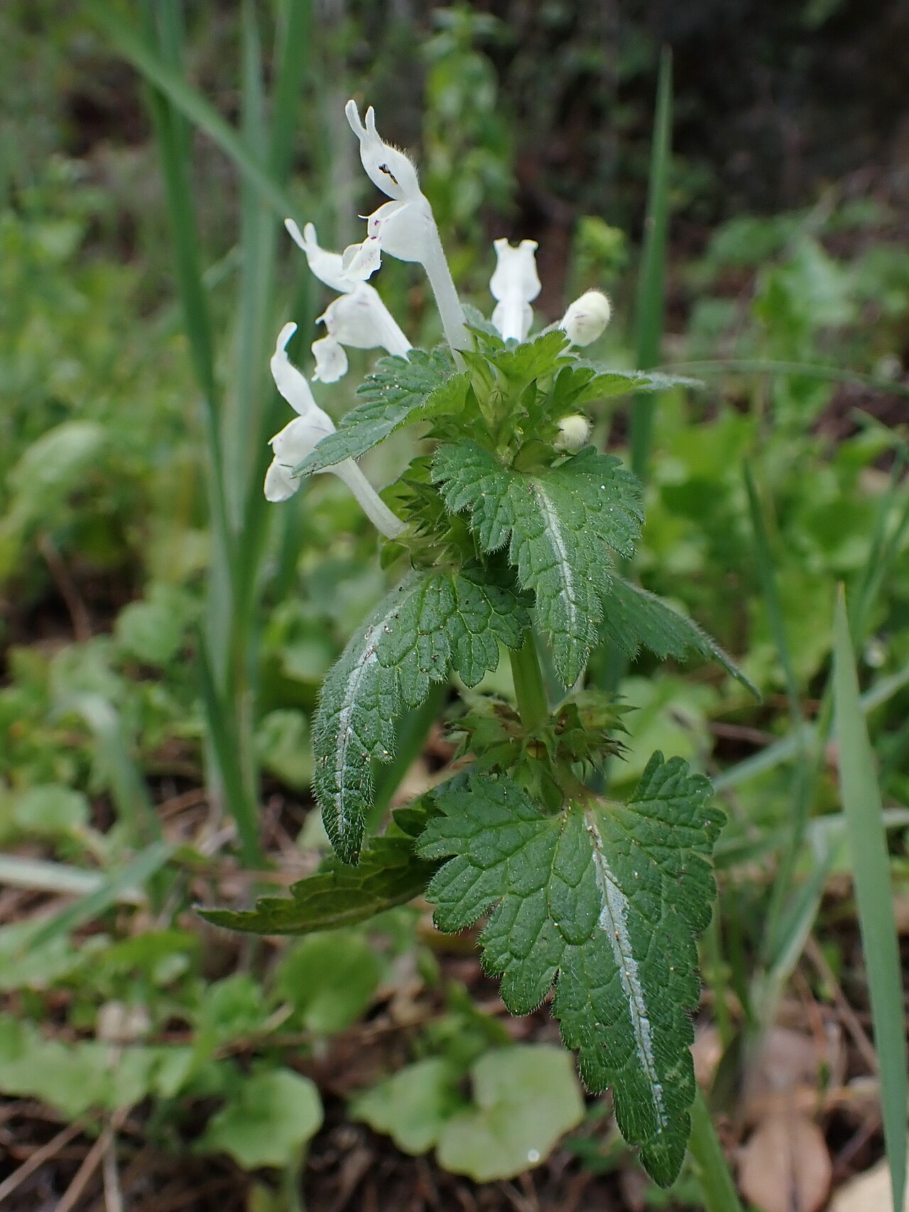 Lamium bifidum: Lamium bifidum in Castelo Branco in Portugal