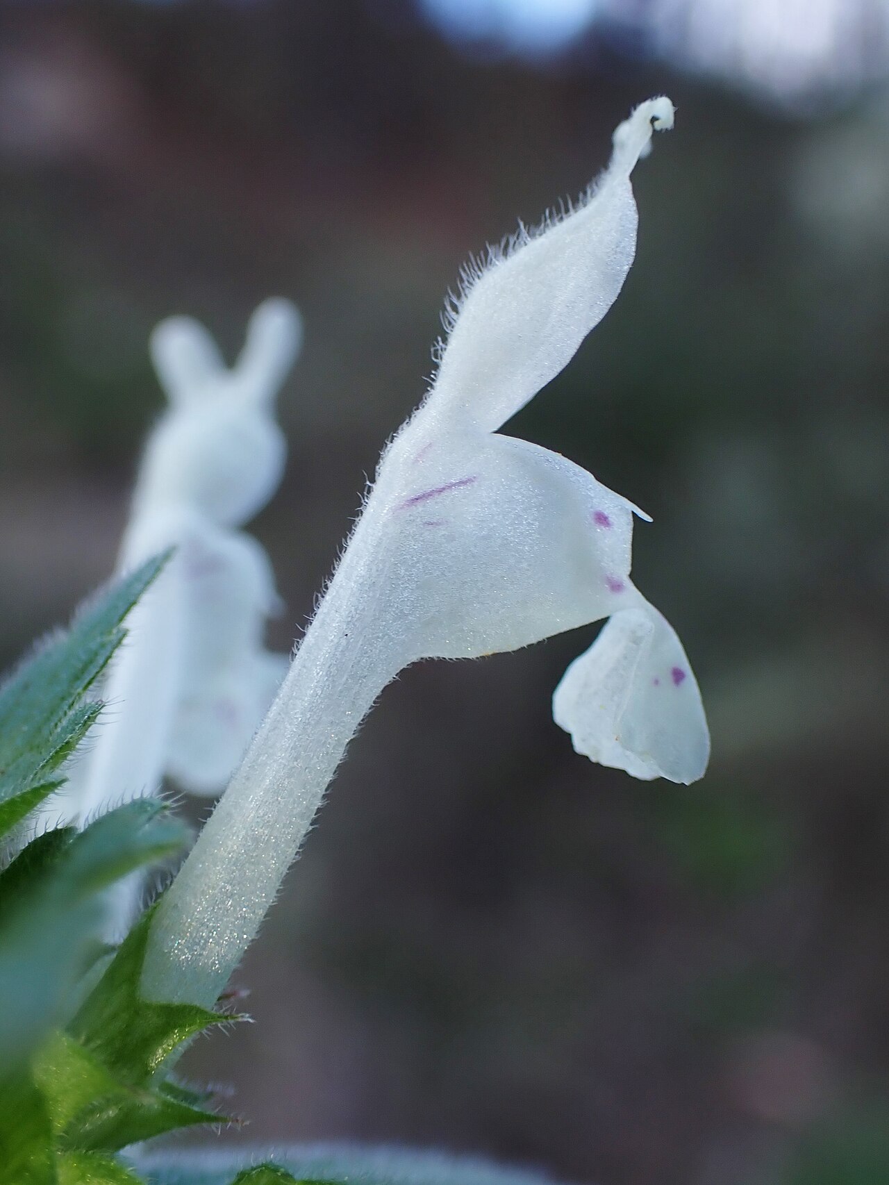 Lamium bifidum: Lamium bifidum in Castelo Branco in Portugal