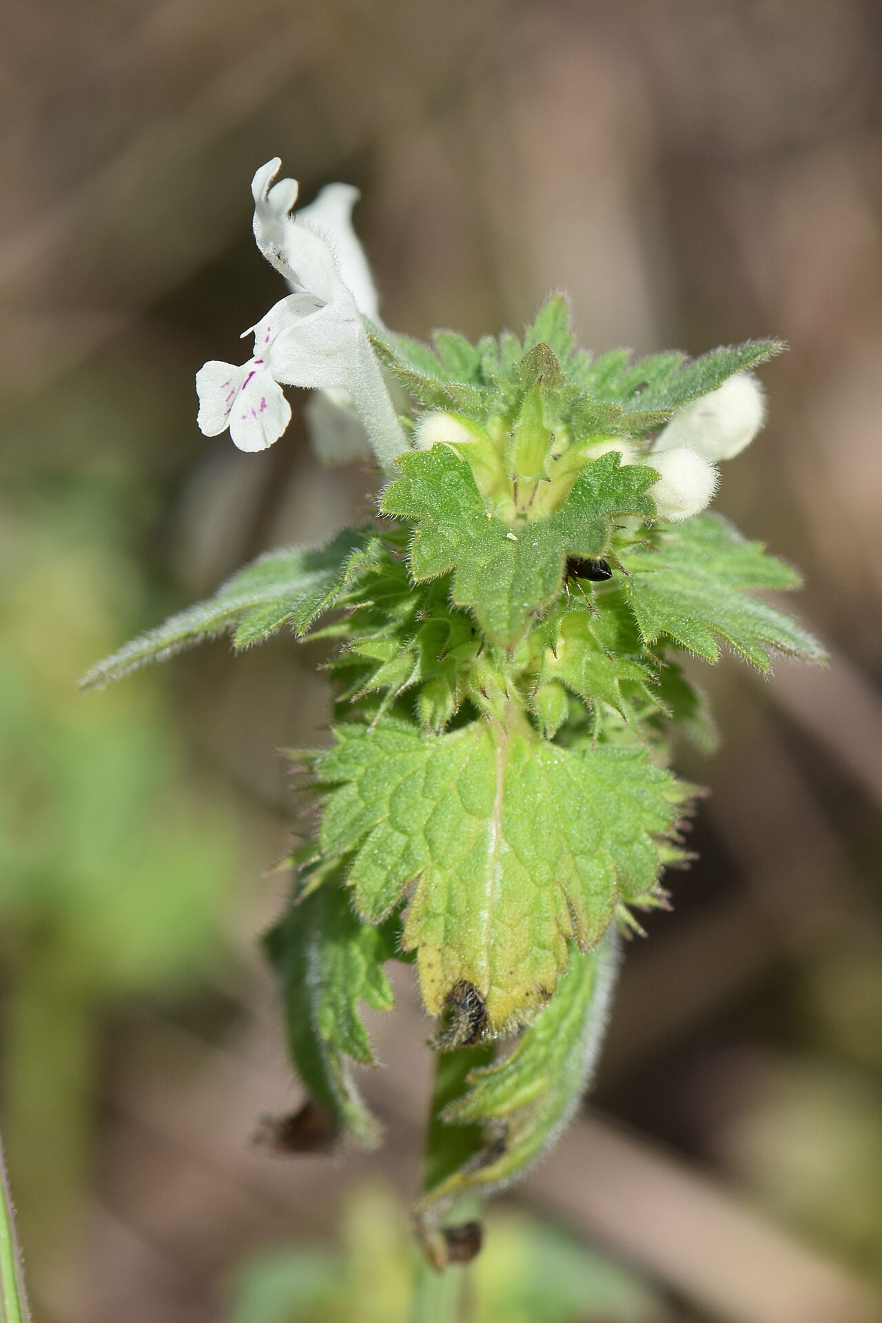 Lamium bifidum: Lamium bifidum in Barragem de Nisa in Portugal