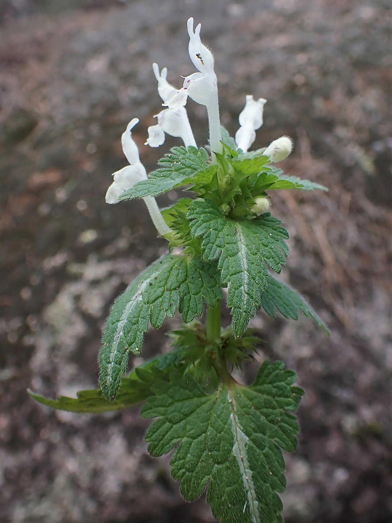 Lamium bifidum: Lamium bifidum in Castelo Branco in Portugal