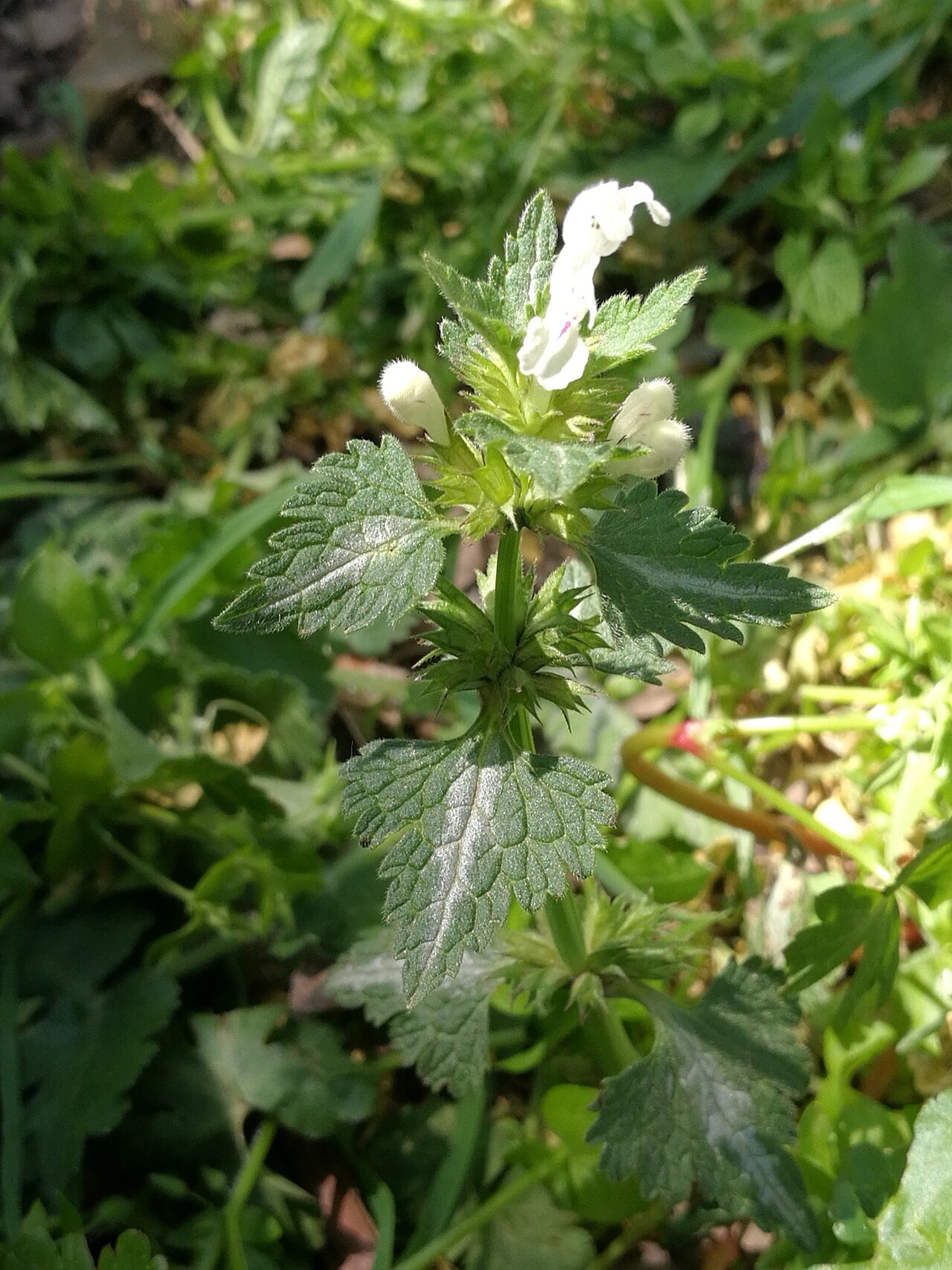 Lamium bifidum: Photo of Lamium bifidum uploaded from iNaturalist .