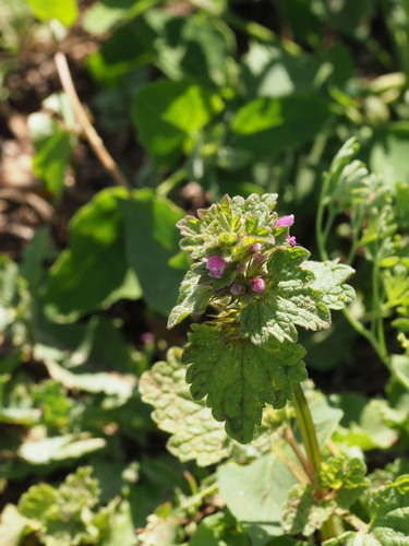 Northern dead-nettle (Lamium confertum)