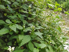 Lamium flexuosum (Lamium flexuosum)