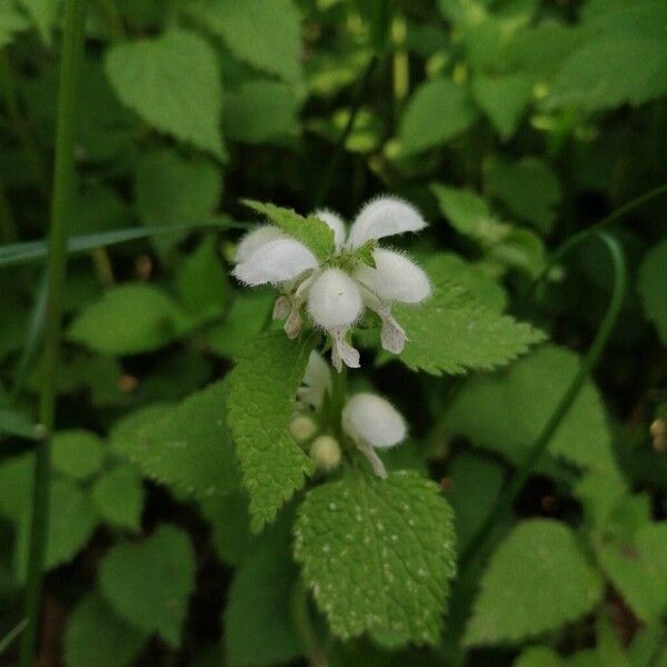 Lamium flexuosum (Lamium flexuosum)