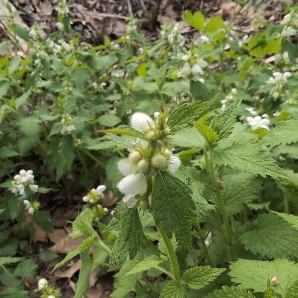 Lamium flexuosum (Lamium flexuosum)