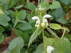 Lamium flexuosum (Lamium flexuosum)