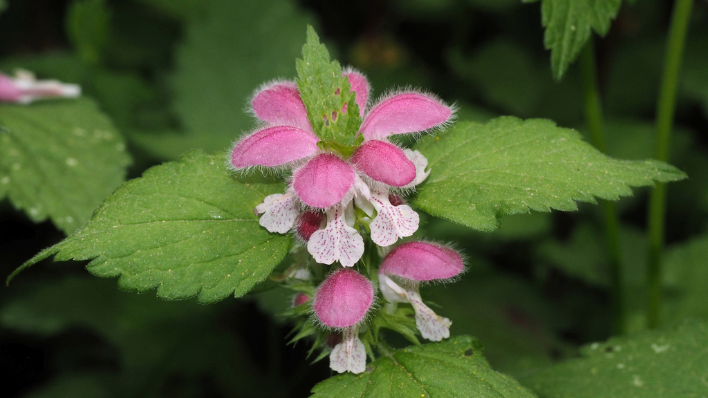 Lamium flexuosum (Lamium flexuosum)
