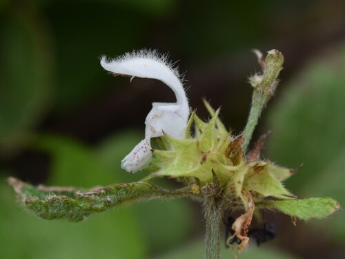 Lamium flexuosum (Lamium flexuosum)