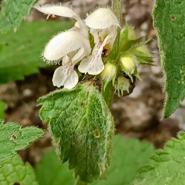 Lamium flexuosum (Lamium flexuosum)