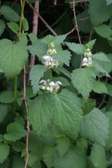 Lamium flexuosum (Lamium flexuosum)