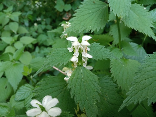 Lamium flexuosum (Lamium flexuosum)