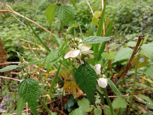 Lamium flexuosum (Lamium flexuosum)