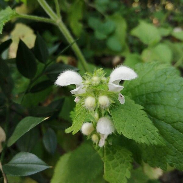 Lamium flexuosum (Lamium flexuosum)