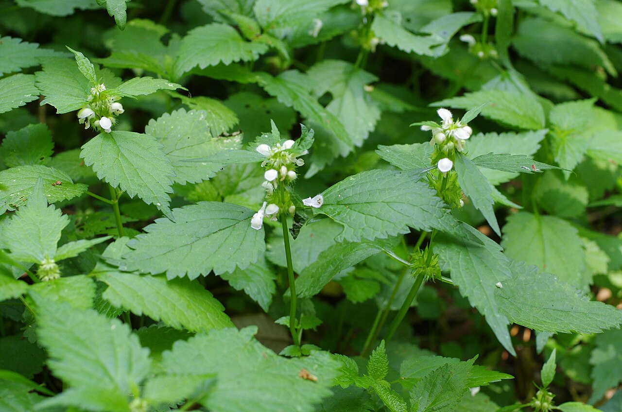 Lamium flexuosum: Lamium flexuosum, Parco di Capodimonte, Napoli, Italy