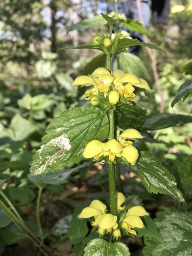 Yellow archangel (Lamium galeobdolon)