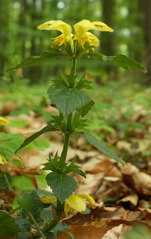 Yellow archangel: Galeobdolon luteum, Golczewo NW Poland