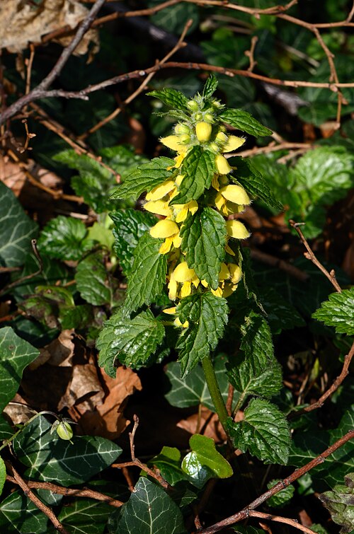 Yellow archangel: Am Wiener Zentralfriedhof