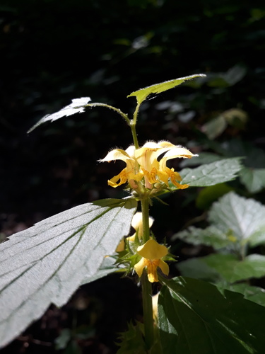 Yellow archangel (Lamium galeobdolon)