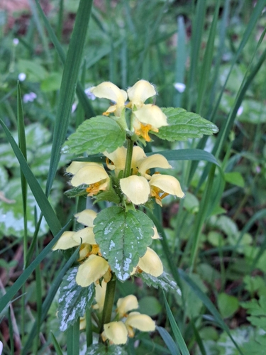 Yellow archangel (Lamium galeobdolon)
