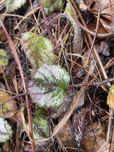 Yellow archangel (Lamium galeobdolon)