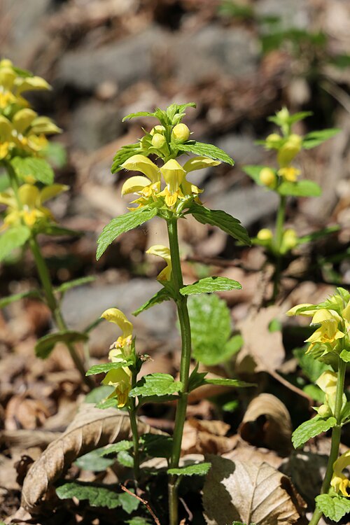 Yellow archangel: Galeoblodon luteum