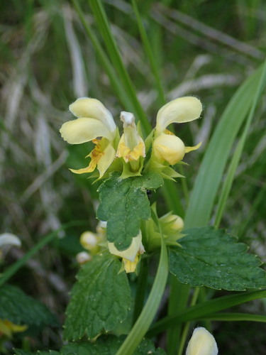 Yellow archangel (Lamium galeobdolon)