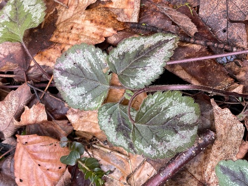 Yellow archangel (Lamium galeobdolon)