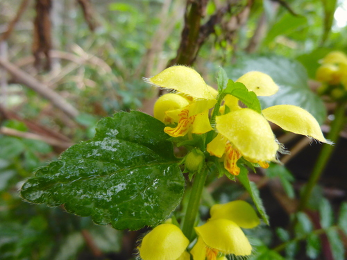 Yellow archangel (Lamium galeobdolon)