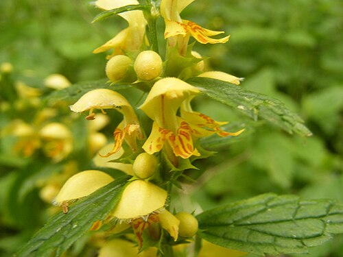 Yellow archangel: This photo shows Lamium galeobdolon