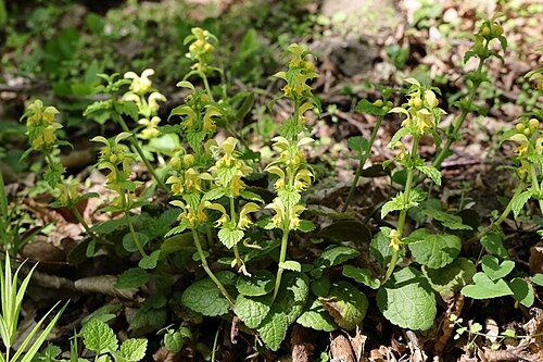 Yellow archangel: Galeoblodon luteum