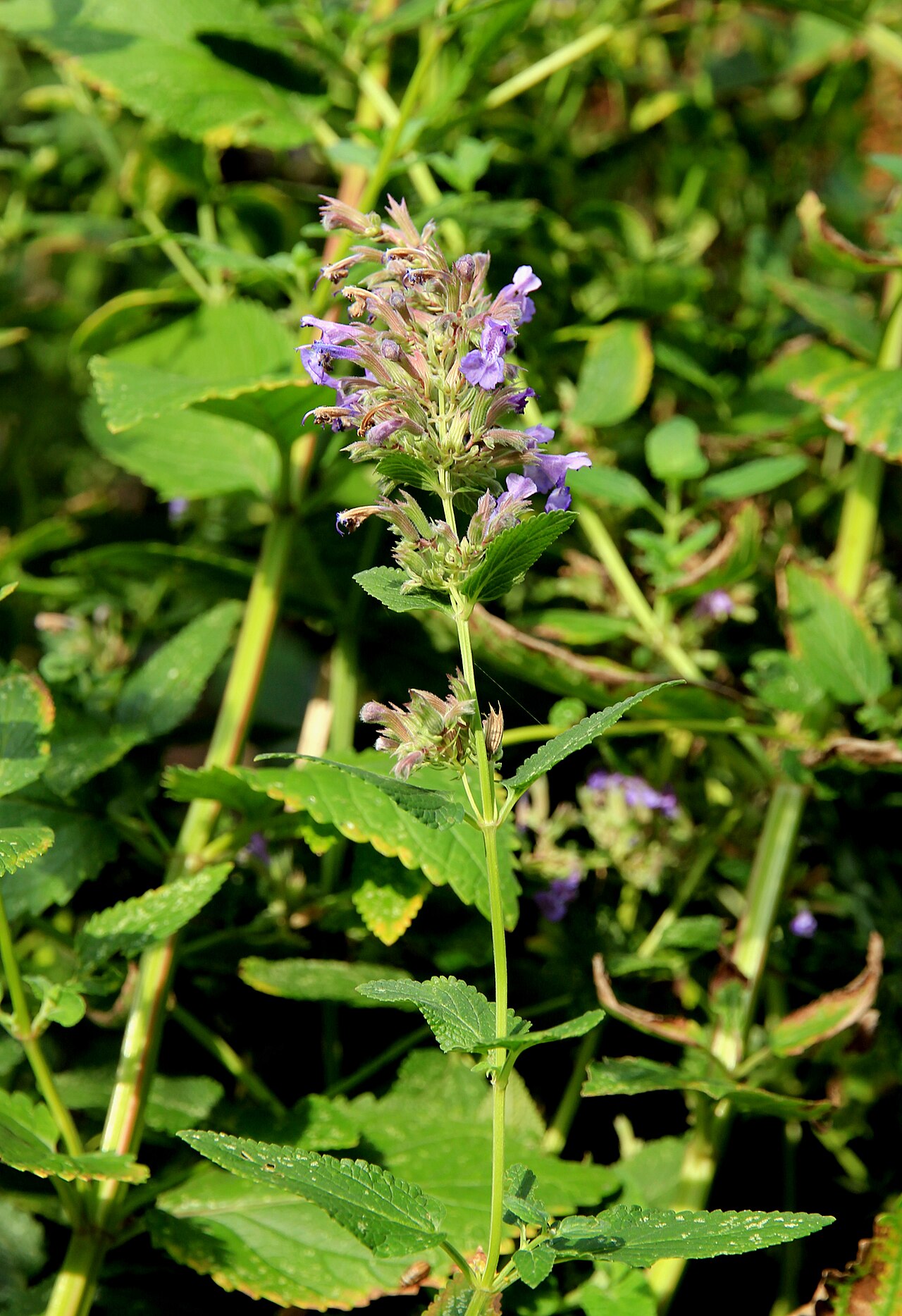 Lamium garganicum: Flower of plant Lamium garganicum from the Botanical Gardens of Charles University , Prague , Czech Republic